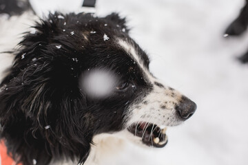Close up profile portrait of black and white shelter dog with snow on fur outdoors. © Olga