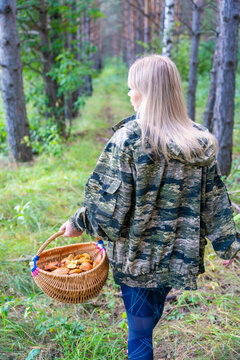Woman walking through pine forest with wicker basket while searching for mushrooms. Mushroom foraging represents outdoor recreation, seasonal gathering and connection with nature