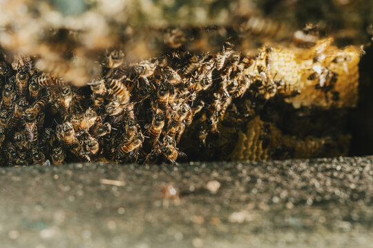 Large honey bee colony nesting in a narrow structural cavity, with dense worker bees surrounding natural wax honeycomb, illustrating colony behavior, nest building and urban wildlife.