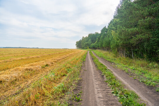 Dirt road runs between harvested field and forest in Kemerovo region of southwestern Siberia, Russia. Rural landscape represents agriculture and countryside infrastructure