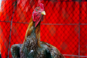 A Thai rooster raised for cockfighting, covered with scars inside a wooden chicken coop against a worn white wall in Bangkok, Thailand, at sunset © Windscale