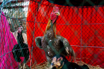 A Thai rooster raised for cockfighting, covered with scars inside a wooden chicken coop with hens against a worn white wall in Bangkok, Thailand, at sunset © Windscale
