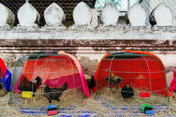 A Thai rooster raised for cockfighting, covered with scars inside a wooden chicken coop with hens against a worn white wall in Bangkok, Thailand, at sunset © Windscale