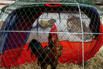 A Thai rooster raised for cockfighting, covered with scars inside a wooden chicken coop against a worn white wall in Bangkok, Thailand, at sunset © Windscale