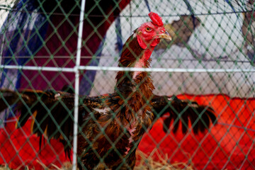 A Thai rooster raised for cockfighting, covered with scars inside a wooden chicken coop against a worn white wall in Bangkok, Thailand, at sunset © Windscale