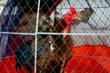 A Thai rooster raised for cockfighting, covered with scars inside a wooden chicken coop against a worn white wall in Bangkok, Thailand, at sunset © Windscale