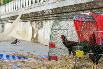 Chickens inside chicken coops with a pigeon outside in the background against a worn white wall in Bangkok, Thailand, at sunset © Windscale