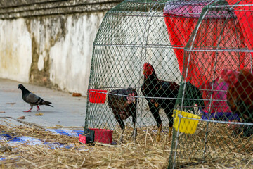 Chickens inside chicken coops with a pigeon outside in the background against a worn white wall in Bangkok, Thailand, at sunset © Windscale