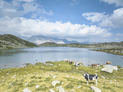 View of cows grazing on the grassy shore of the Suretta Seen alpine lake with rocky mountains under a blue sky in Rheinwald, Grisons, Switzerland.