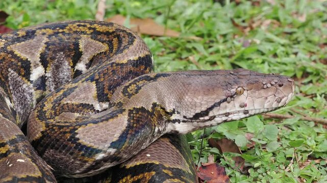 Reticulated python on the grass coiled low to the ground amidst green plants and foliage.