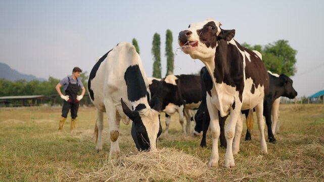 Group of black and white dairy cows eating hay in an outdoor farmyard.