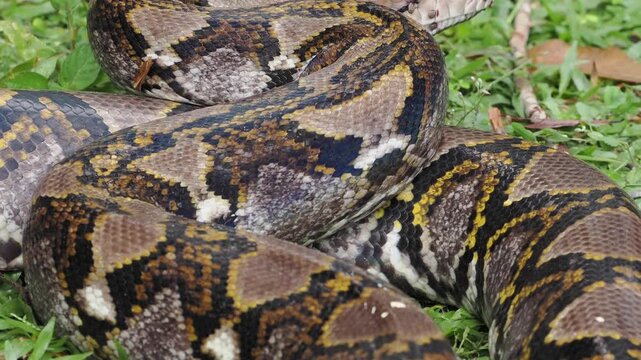 Reticulated python on the grass coiled low to the ground amidst green plants and foliage.