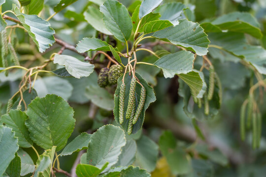 Slender green alder catkins hang beneath broad toothed leaves. Small cone clusters appear among the layered foliage.