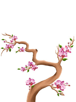 Pink orchid tree branch blooming flowers, isolated botanical digital illustration PNG