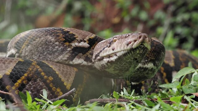 Reticulated python on the grass coiled low to the ground amidst green plants and foliage.
