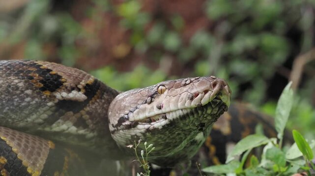 Reticulated python on the grass coiled low to the ground amidst green plants and foliage.