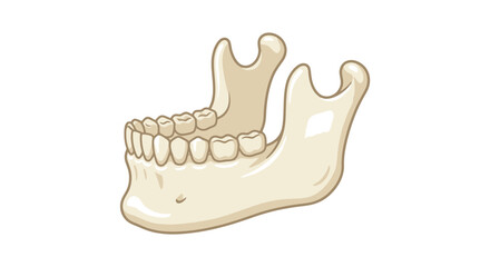 Elegant of a Light Beige Lower Jawbone with Aligned Teeth and Partial Upper Jaw Outline with high quality professional line art symbols for modern creative design and digital branding projects © mahmud
