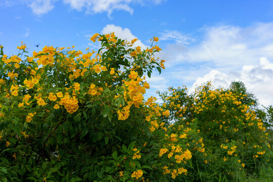 Yellow trumpetbush, also known as Yellow elder (Tecoma stans), in bloom against a bright blue sky with clouds inside a self-sufficient farm in Thailand on a sunny day in summer