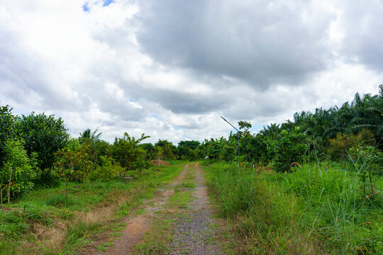 A gravel passage with grasses and trees leads to a self-sufficient farm in the countryside of Thailand on a cloudy day