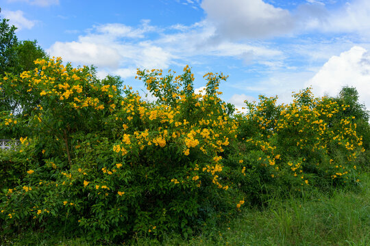 Yellow trumpetbush, also known as Yellow elder (Tecoma stans), in bloom against a bright blue sky with clouds inside a self-sufficient farm in Thailand on a sunny day in summer