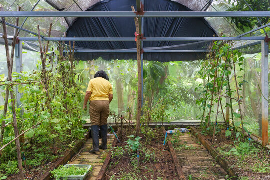 A shot from the back of an elderly Southeast Asian woman with a yellow shirt looking at a vegetable patch inside a greenhouse of a self-sufficient farm in Thailand