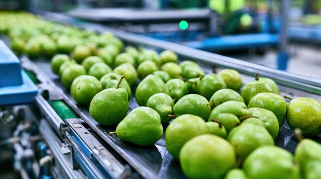 Automated optical sorting machine scans harvested Williams pears on conveyor belt in modern orchard setting with depth of field.