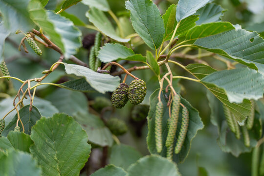 Green alder cones and elongated catkins share a leafy branch. The close view reveals textured cones and prominent veins in the leaves.
