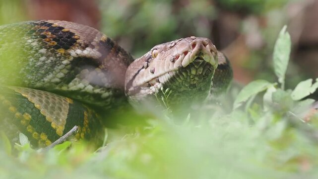 Reticulated python on the grass coiled low to the ground amidst green plants and foliage.