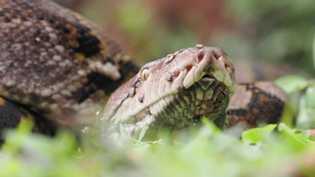Reticulated python on the grass coiled low to the ground amidst green plants and foliage.