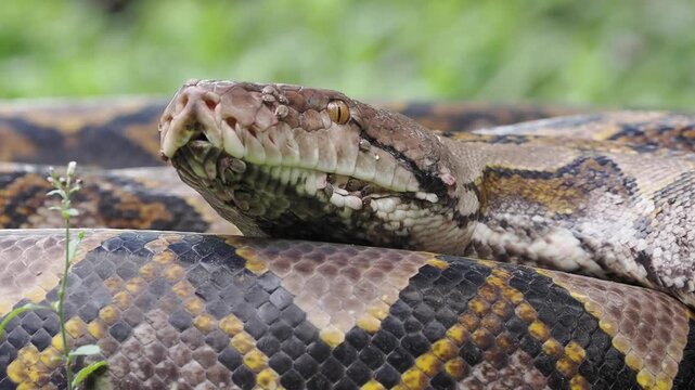 Reticulated python on the grass coiled low to the ground amidst green plants and foliage.