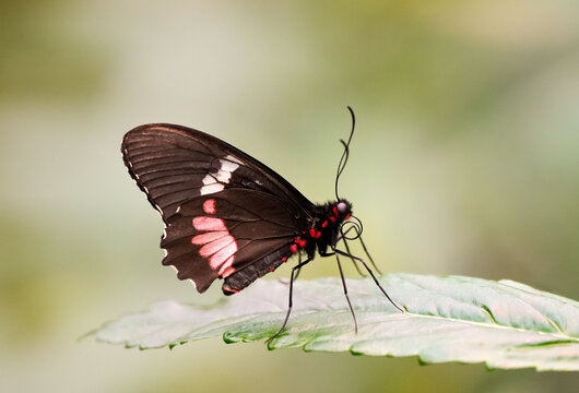 Parides in the wild. Close-up of a butterfly with black and red wings. Cattlehearts.

