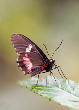Parides in the wild. Close-up of a butterfly with black and red wings. Cattlehearts.
