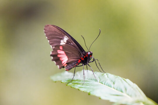 Parides in the wild. Close-up of a butterfly with black and red wings. Cattlehearts.
