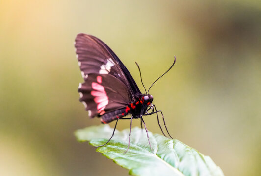 Parides in the wild. Close-up of a butterfly with black and red wings. Cattlehearts.
