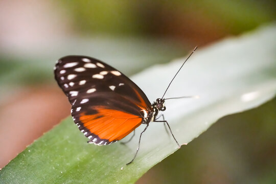 Passion flower butterfly in the wild. Close-up of a butterfly with orange, black and white wings. Heliconius.
