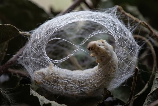 Silkworm spinning silk cocoon with delicate translucent threads on leaves, sericulture and silk production nature concept