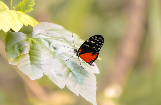 Passion flower butterfly in the wild. Close-up of a butterfly with orange, black and white wings. Heliconius.
