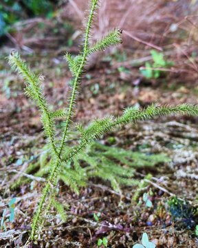 Green Clubmoss/ Lycophyte-type Plant Growing on the Forest Floor