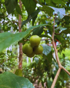 Governor's Plum