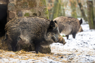 Fototapeta premium Wild Boars At The Zoo Presently