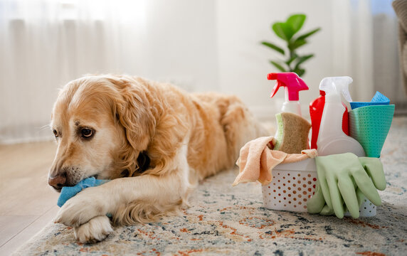 Golden retriever puppy playing with cloth