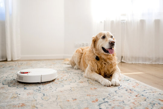 Golden Retriever resting near robotic vacuum on rug indoors