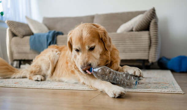 Golden Retriever playing with plastic bottle inside home