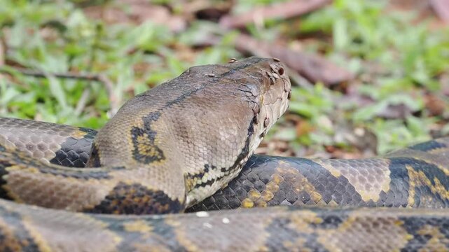 Reticulated python on the grass coiled low to the ground amidst green plants and foliage.