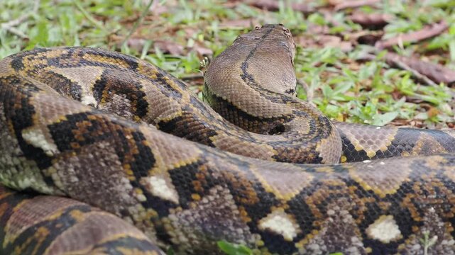 Reticulated python on the grass coiled low to the ground amidst green plants and foliage.