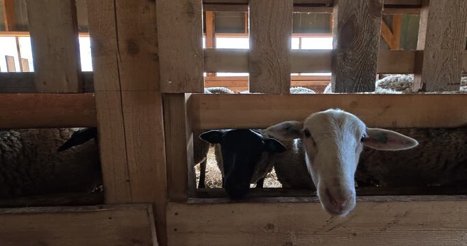 Sheep farm. Farm life, animal care.