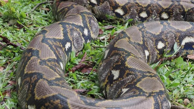 Reticulated python on the grass coiled low to the ground amidst green plants and foliage.