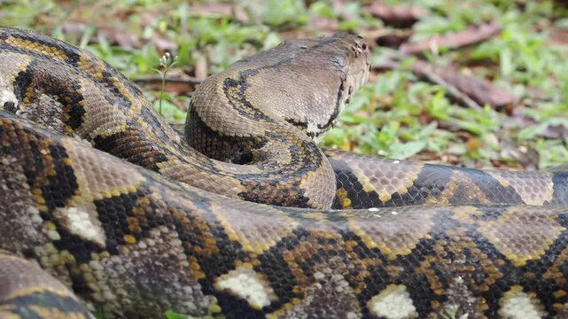 Reticulated python on the grass coiled low to the ground amidst green plants and foliage.