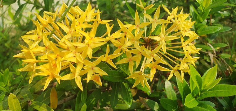 Close-up of a cluster of vibrant yellow ixora flowers blooming amidst lush green foliage on a sunny day