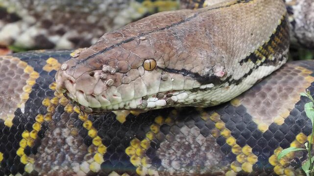 Reticulated python on the grass coiled low to the ground amidst green plants and foliage.